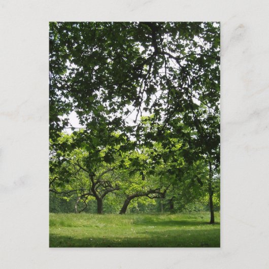 Park Postcard Postkarte (Vorderseite)