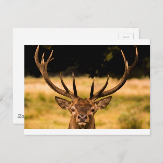 Park Postkarte (Vorne/Hinten)