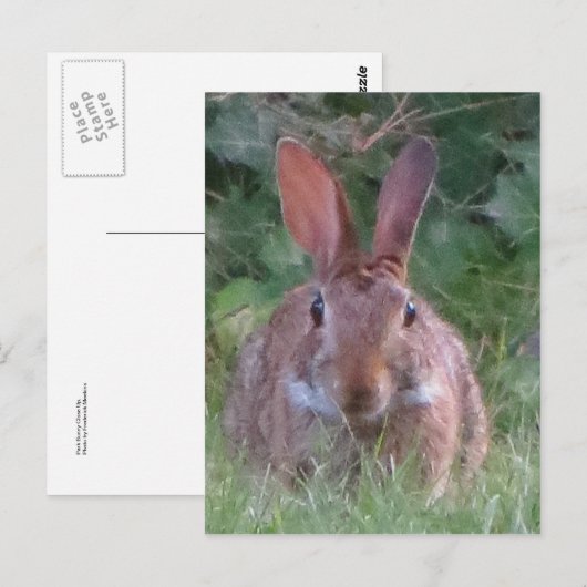 Park Rabbit Nah Up Postkarte (Vorne/Hinten)