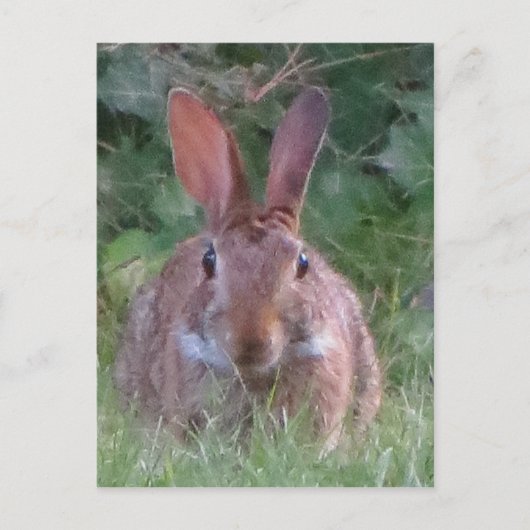 Park Rabbit Nah Up Postkarte (Vorderseite)