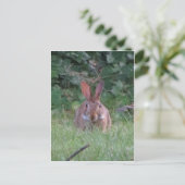 Park Rabbit Postkarte (Stehend Vorderseite)