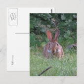 Park Rabbit Postkarte (Vorne/Hinten)