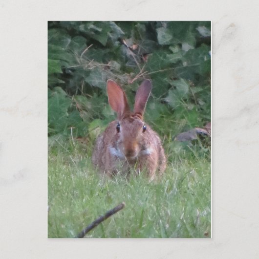 Park Rabbit Postkarte (Vorderseite)