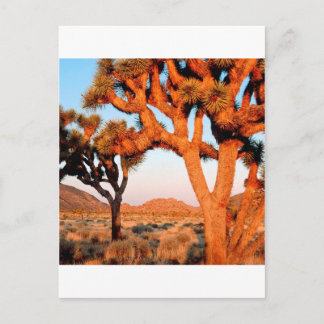 Park Sunrise Joshua Tree Monument California Postkarte