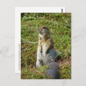 Parkeichhörnchen auf der Insel Unalaska Postkarte (Vorne/Hinten)