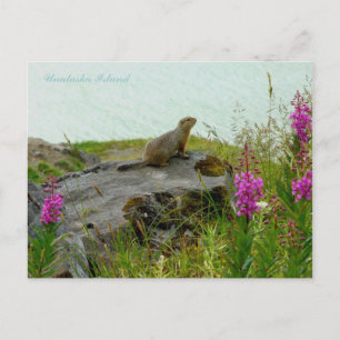 Parkeizelchörnchen am Wasser, Insel Unalaska Postkarte
