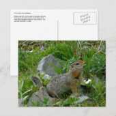 Parkeseichhörnchen, Insel Unalaska Postkarte (Vorne/Hinten)
