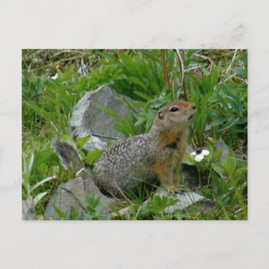 Parkeseichhörnchen, Insel Unalaska Postkarte (Vorderseite)