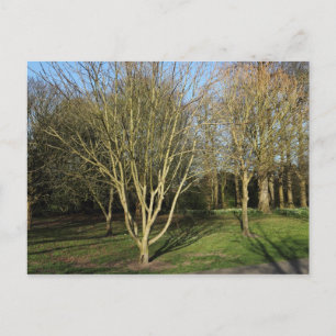 Parklandschaft im Frühling Postkarte