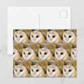 Parlament von Barn Owls Postkarte (Vorne/Hinten)