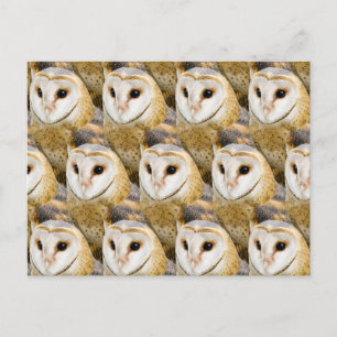 Parlament von Barn Owls Postkarte