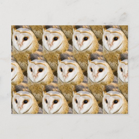 Parlament von Barn Owls Postkarte (Vorderseite)