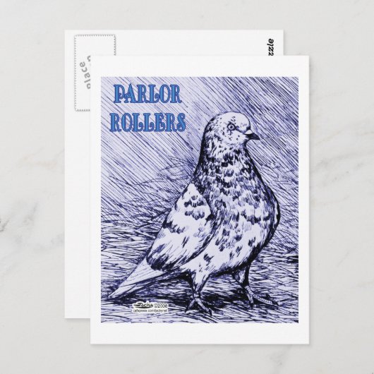 Parlor Roller Pigeon Postkarte (Vorne/Hinten)