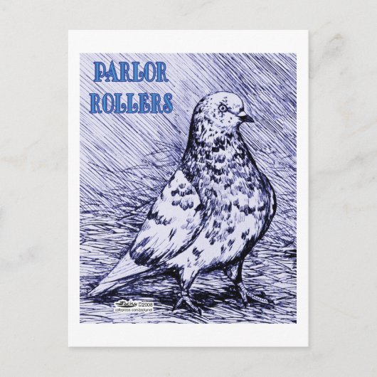 Parlor Roller Pigeon Postkarte (Vorderseite)