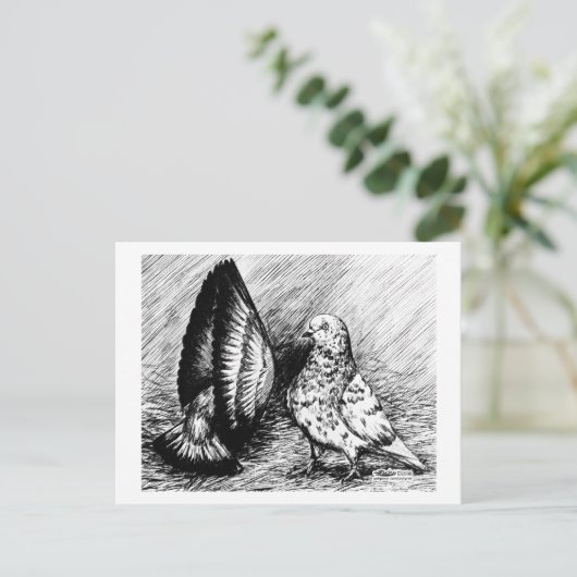 Parlor Roller Tauben Postkarte (Stehend Vorderseite)