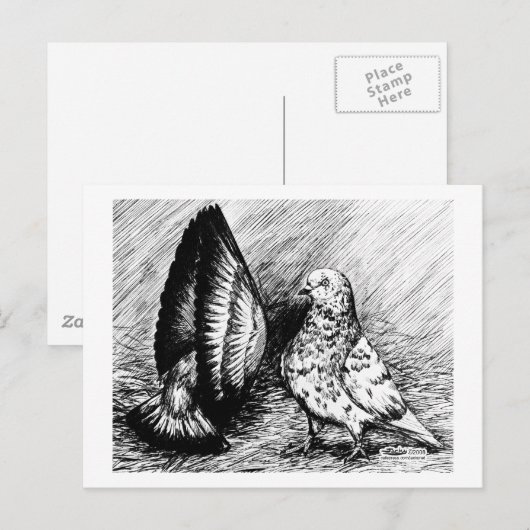 Parlor Roller Tauben Postkarte (Vorne/Hinten)