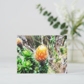 Parque Las Cajas, Ecuador Postkarte (Stehend Vorderseite)