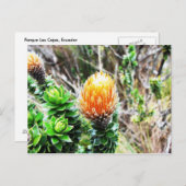 Parque Las Cajas, Ecuador Postkarte (Vorne/Hinten)