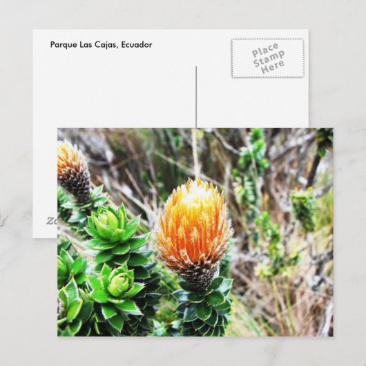 Parque Las Cajas, Ecuador Postkarte (Vorne/Hinten)