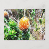 Parque Las Cajas, Ecuador Postkarte (Vorderseite)