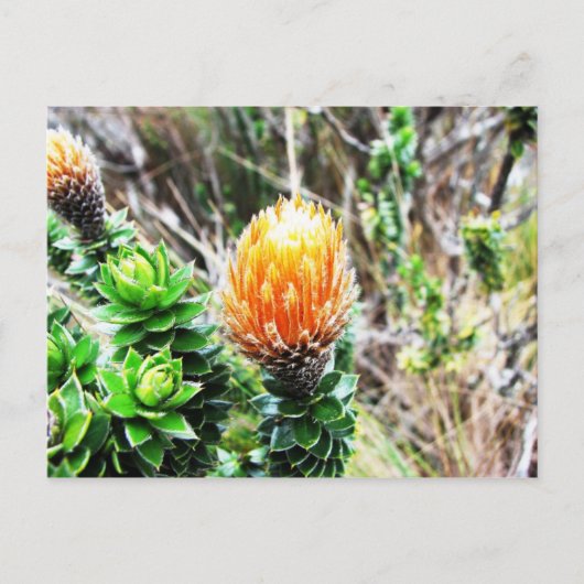 Parque Las Cajas, Ecuador Postkarte (Vorderseite)