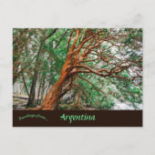 Parque Nacional Los Alerces Chubut Argentinien Postkarte (Vorderseite)