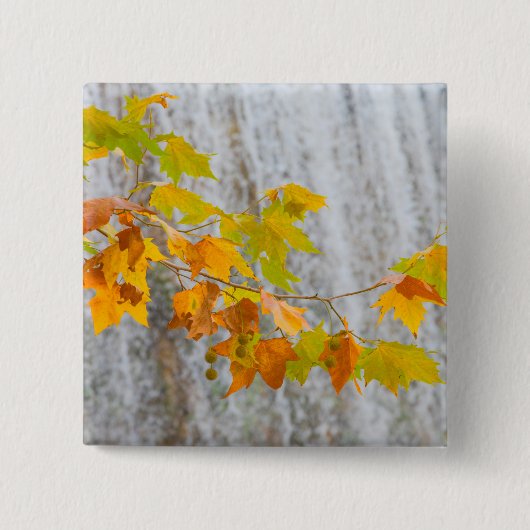 Parque Natural Del Monasterio - Herbstlaub Button (Vorderseite)