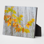 Parque Natural del Monasterio - Herbstlaub Fotoplatte (Seite)