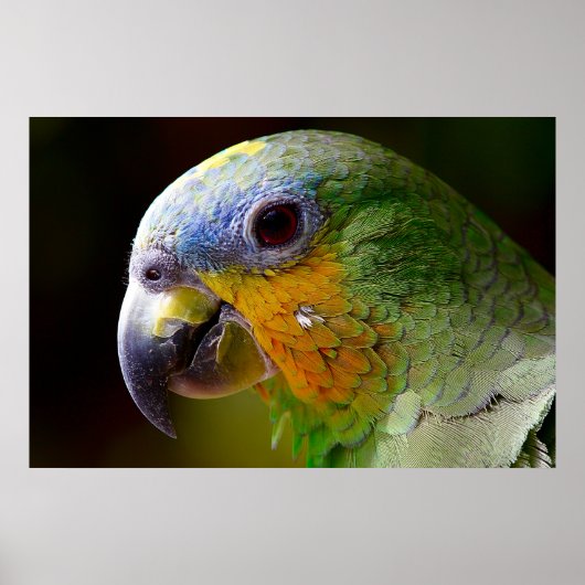 Parrot Bird Tropical Artwork Foto Poster (Vorne)
