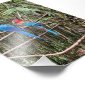 Parrot Bird Tropical Foto (Ecke)