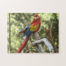 Parrot Bird tropisch farbenfroh