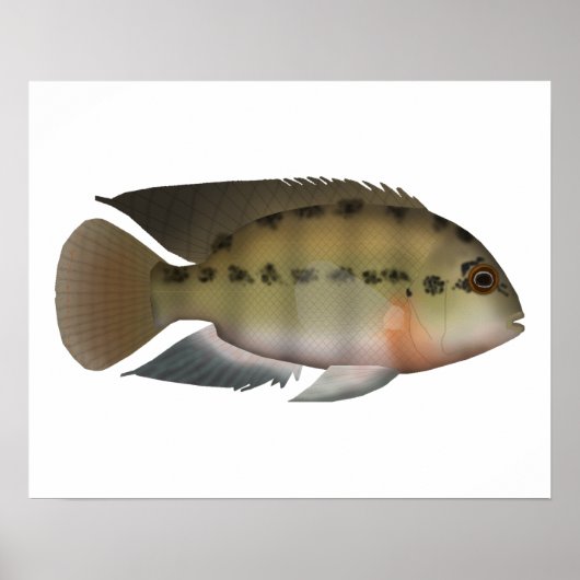 Parrot Cichlid Poster (Vorne)
