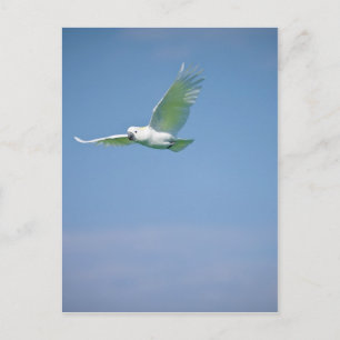 Parrot Flying Postkarte