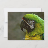 Parrot Foto Personalisiert Flat Mitteilungskarten (Rückseite)