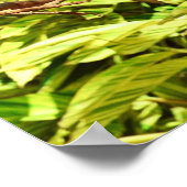 Parrot Friends Poster (Ecke)