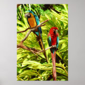 Parrot Friends Poster (Vorne)