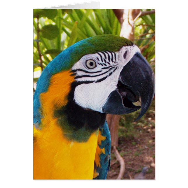 Parrot Head (Vorne)