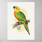 Parrot, Jendaya Conure, Poster (Vorne)