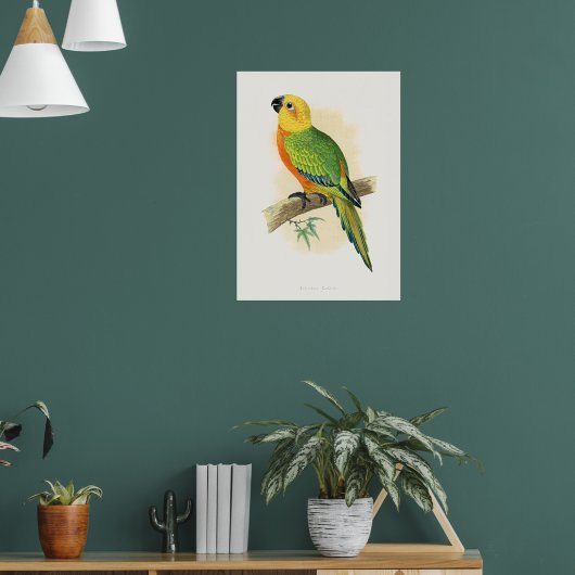 Parrot, Jendaya Conure, Poster (Wohnzimmer 1)