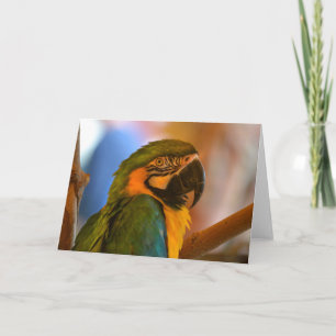 Parrot-Karte Karte