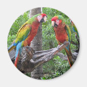 Parrot Magnet (Vorne)