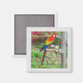 Parrot Magnet (Vorderseite/Rückseite)
