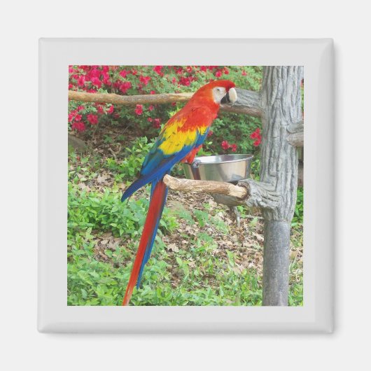 Parrot Magnet (Vorne)