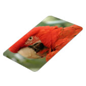 PARROT MAGNET (Linke Seite)