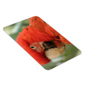 PARROT MAGNET (Rechte Seite)