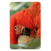 PARROT MAGNET (Vertikal)