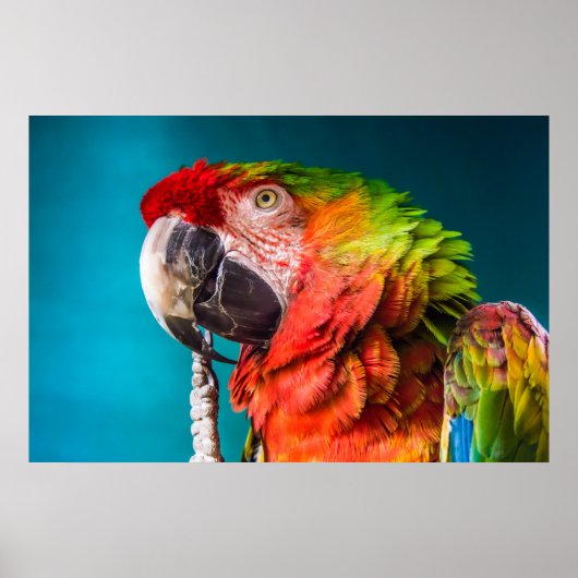 Parrot Modern Photography Poster (Vorne)