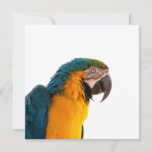 Parrot Notes Feiertagskarte (Vorderseite)