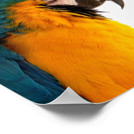 Parrot Notes Poster (Ecke)