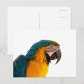 Parrot Notes Postkarte (Vorne/Hinten)